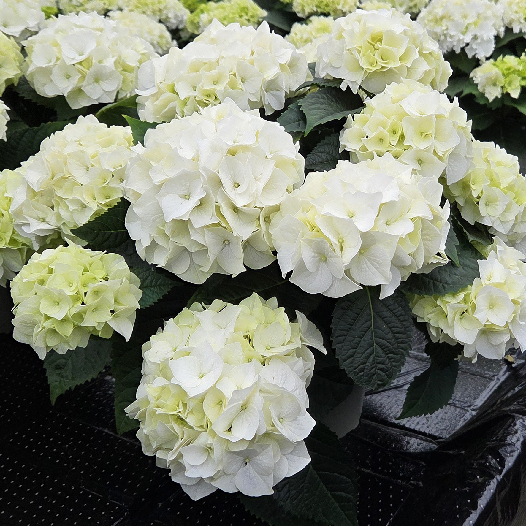 Hydrangea Tea Time™ Bianco - Image 2