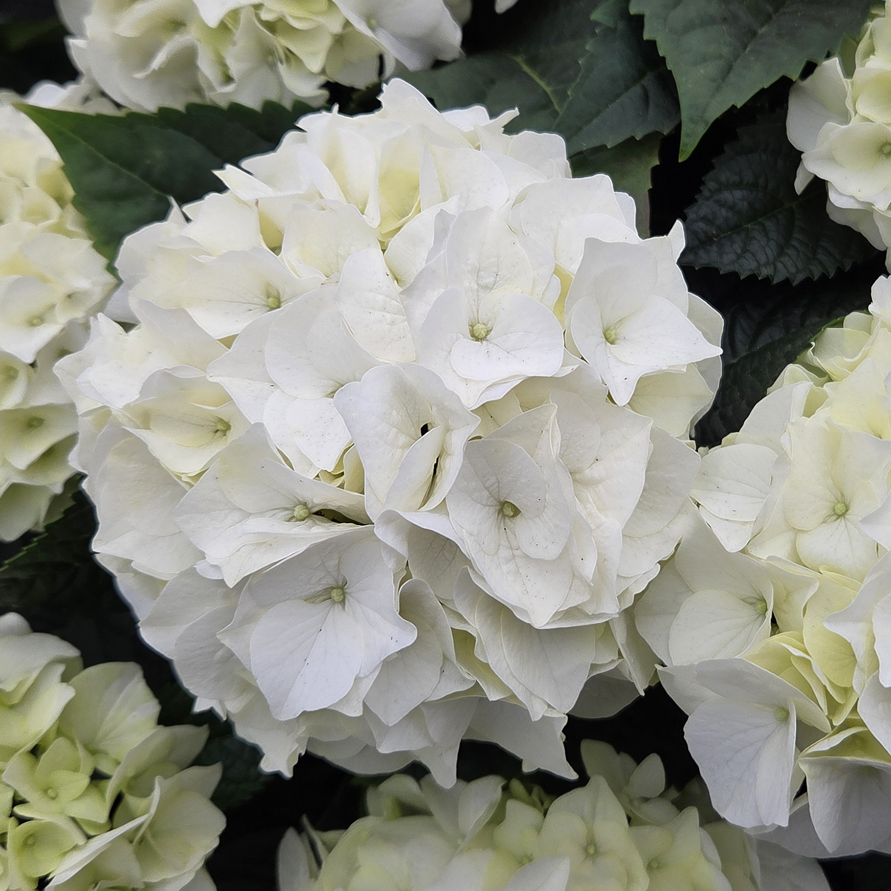 Hydrangea Tea Time™ Bianco - Image 3