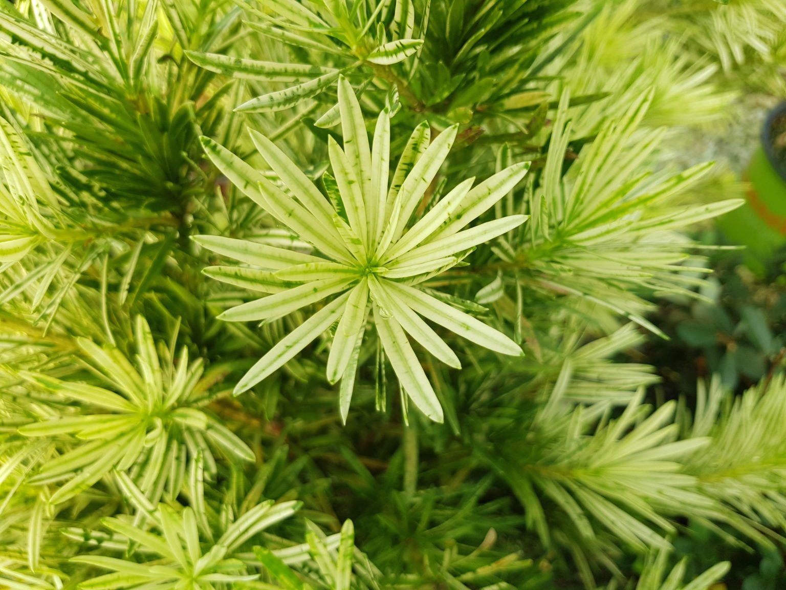 Podocarpus Roman Candles