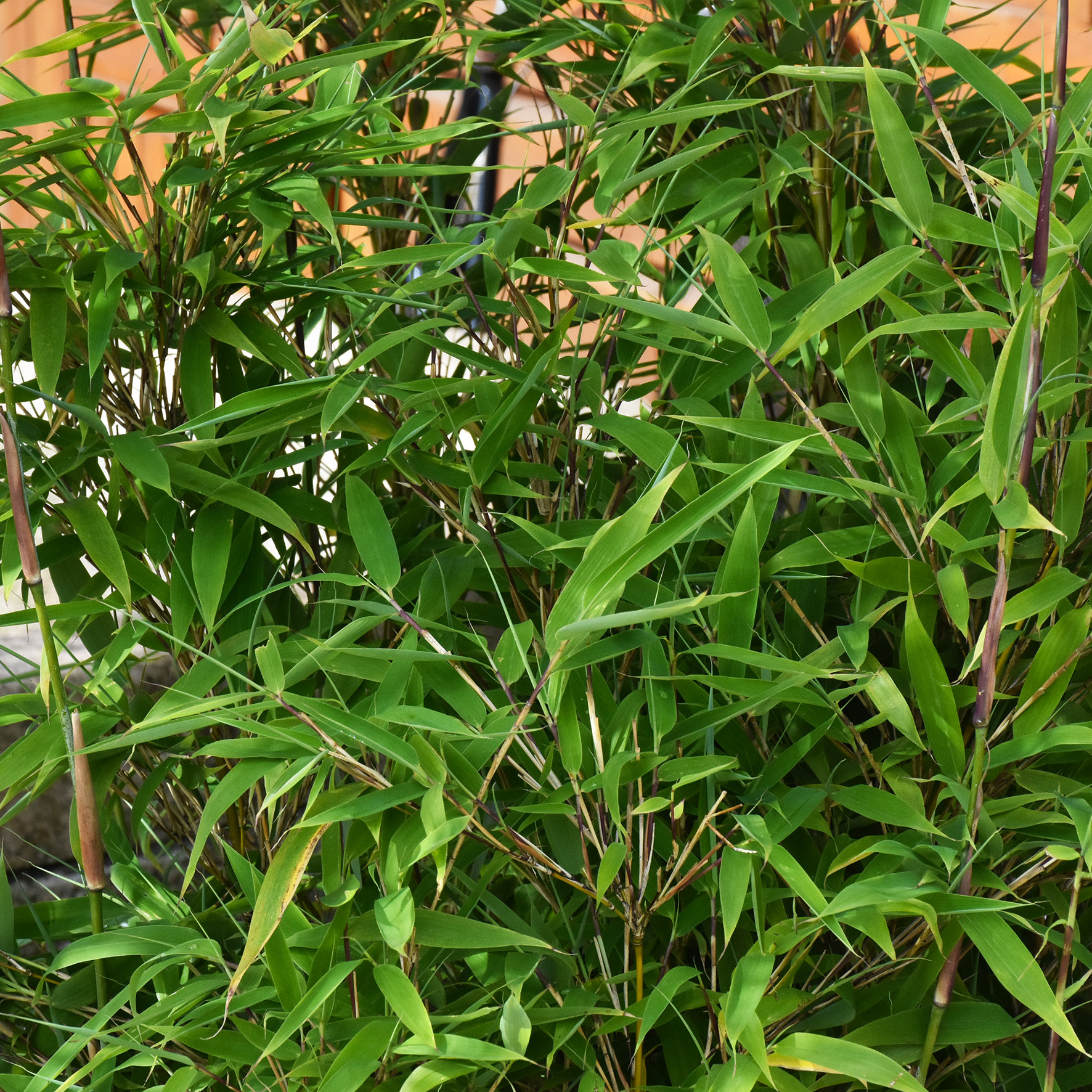 Fargesia murielae Green Lion