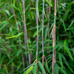 Fargesia murielae Violet Woods