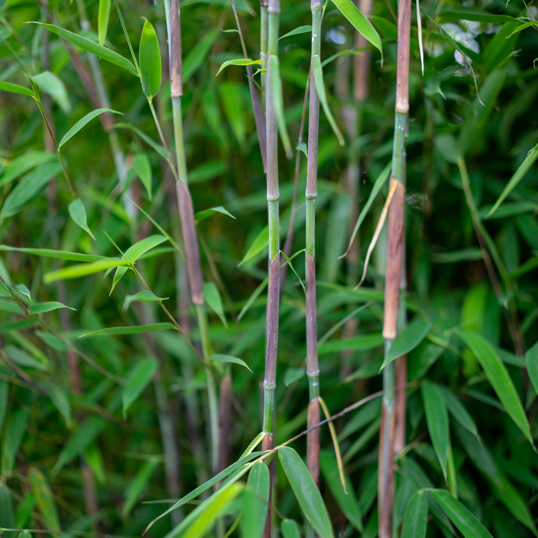 Fargesia murielae Violet Woods