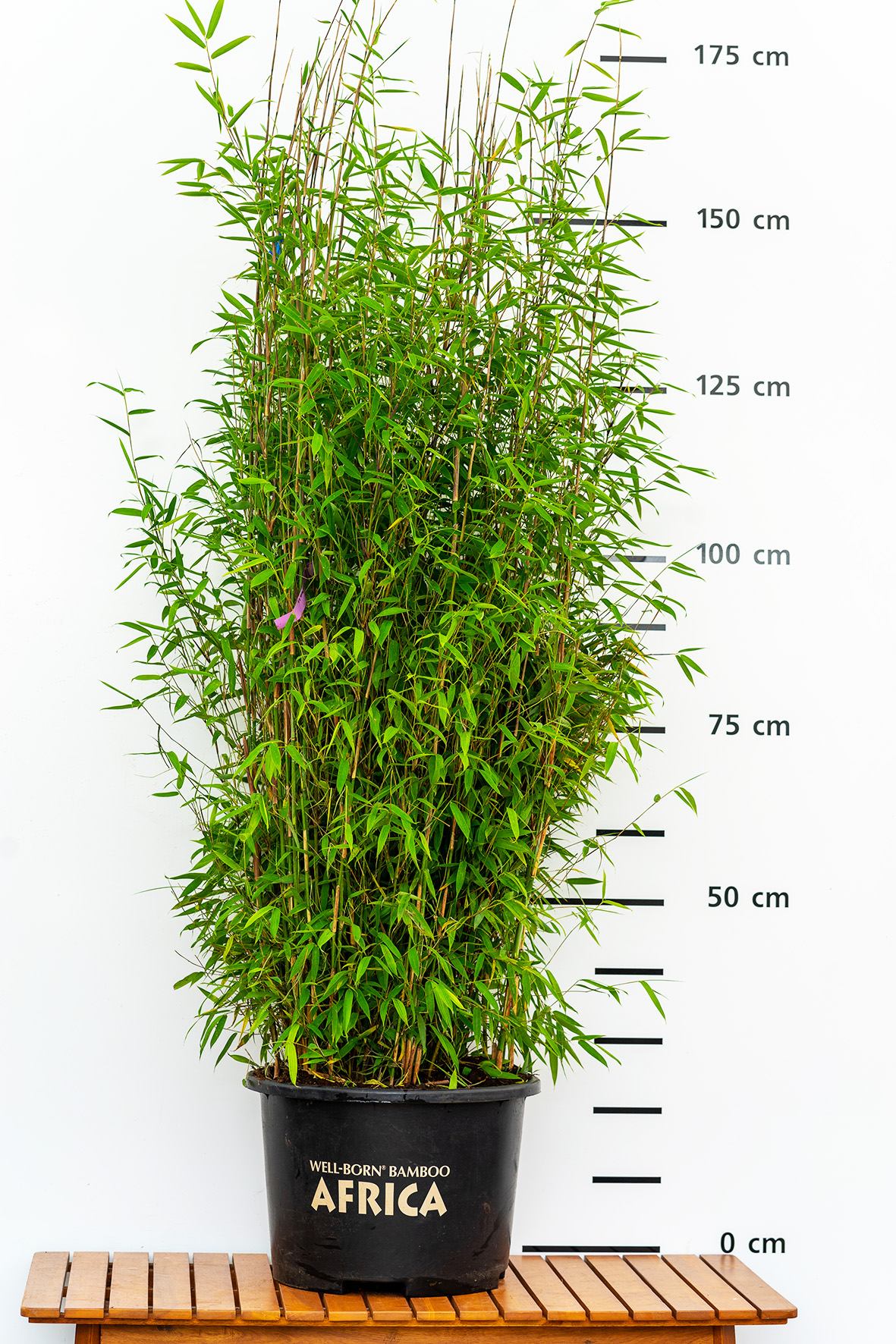 Fargesia murielae Violet Woods - Image 2