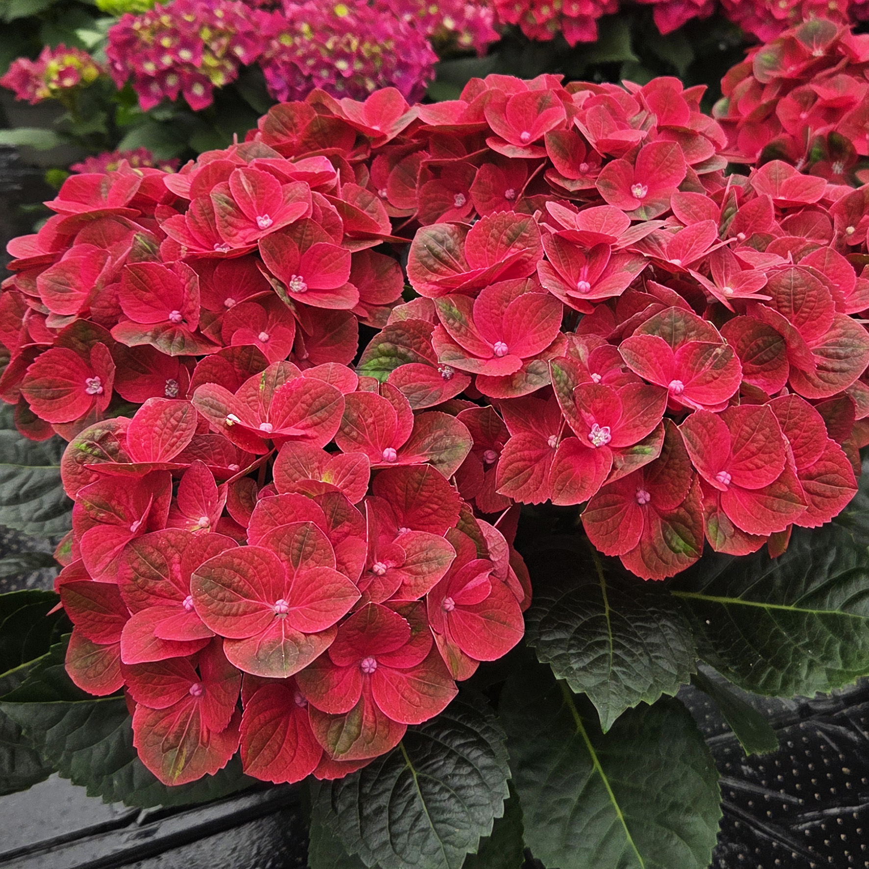 Hydrangea Tea Time™ Radiance - Image 3