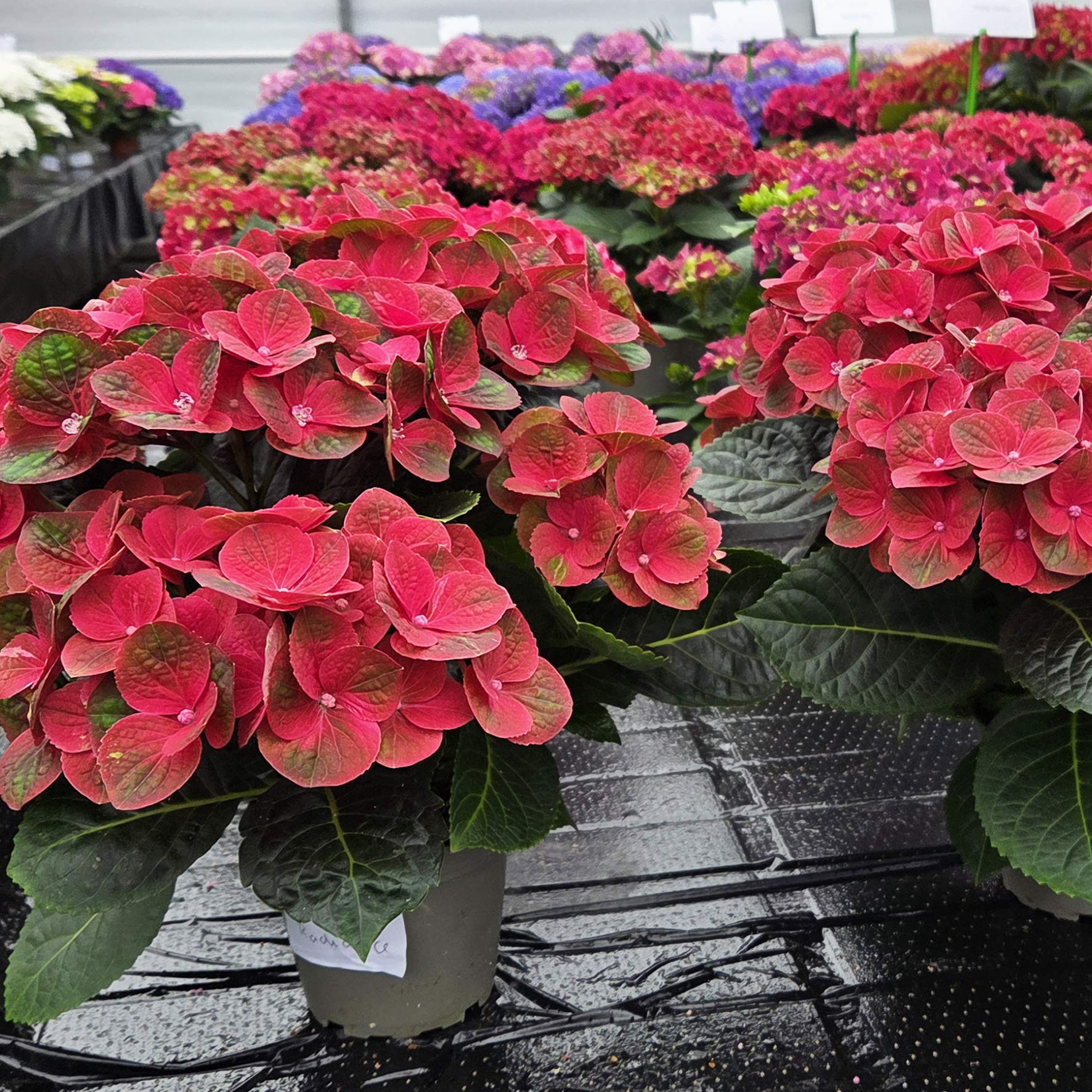 Hydrangea Tea Time™ Radiance - Image 5