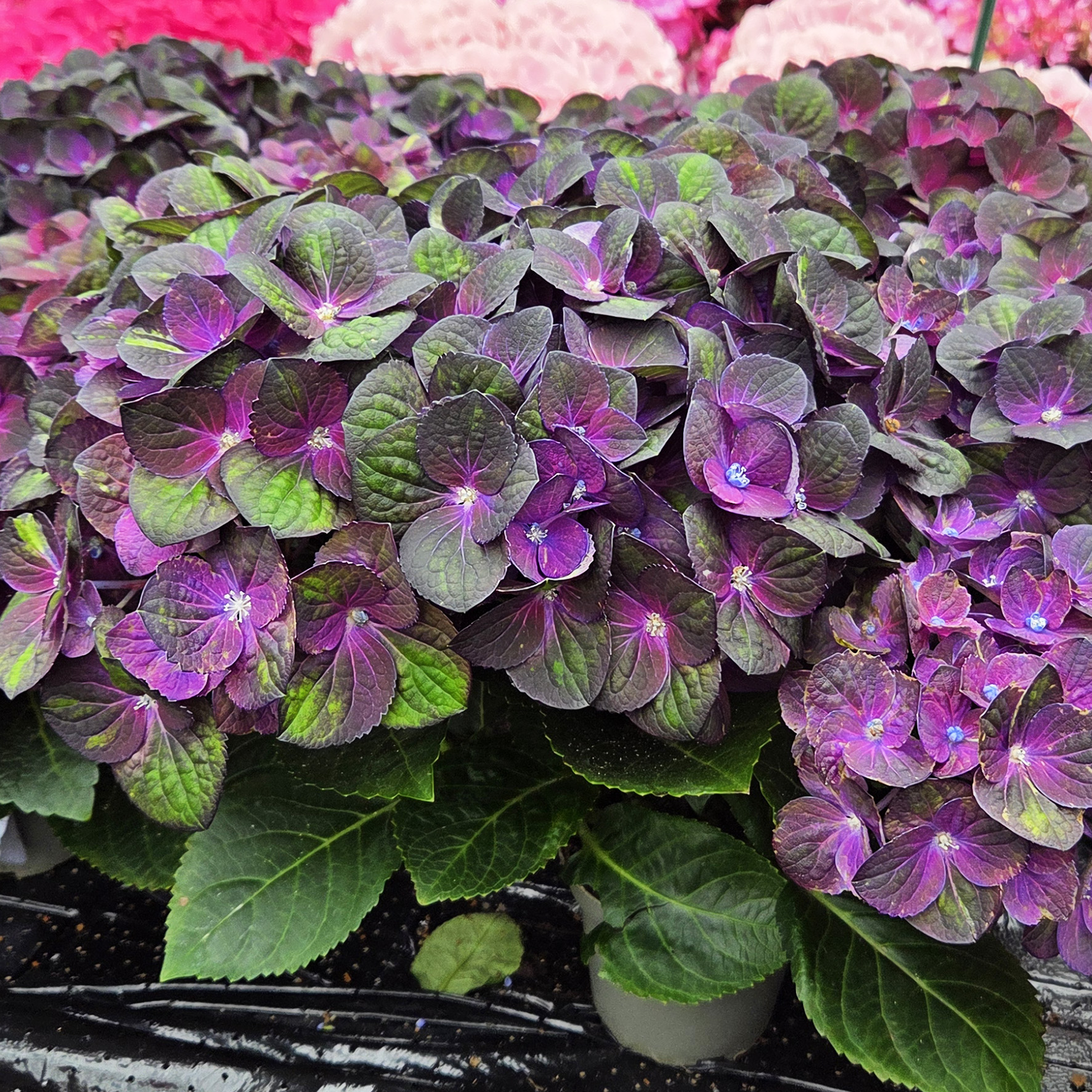 Hydrangea Tea Time™ Radiance - Image 4