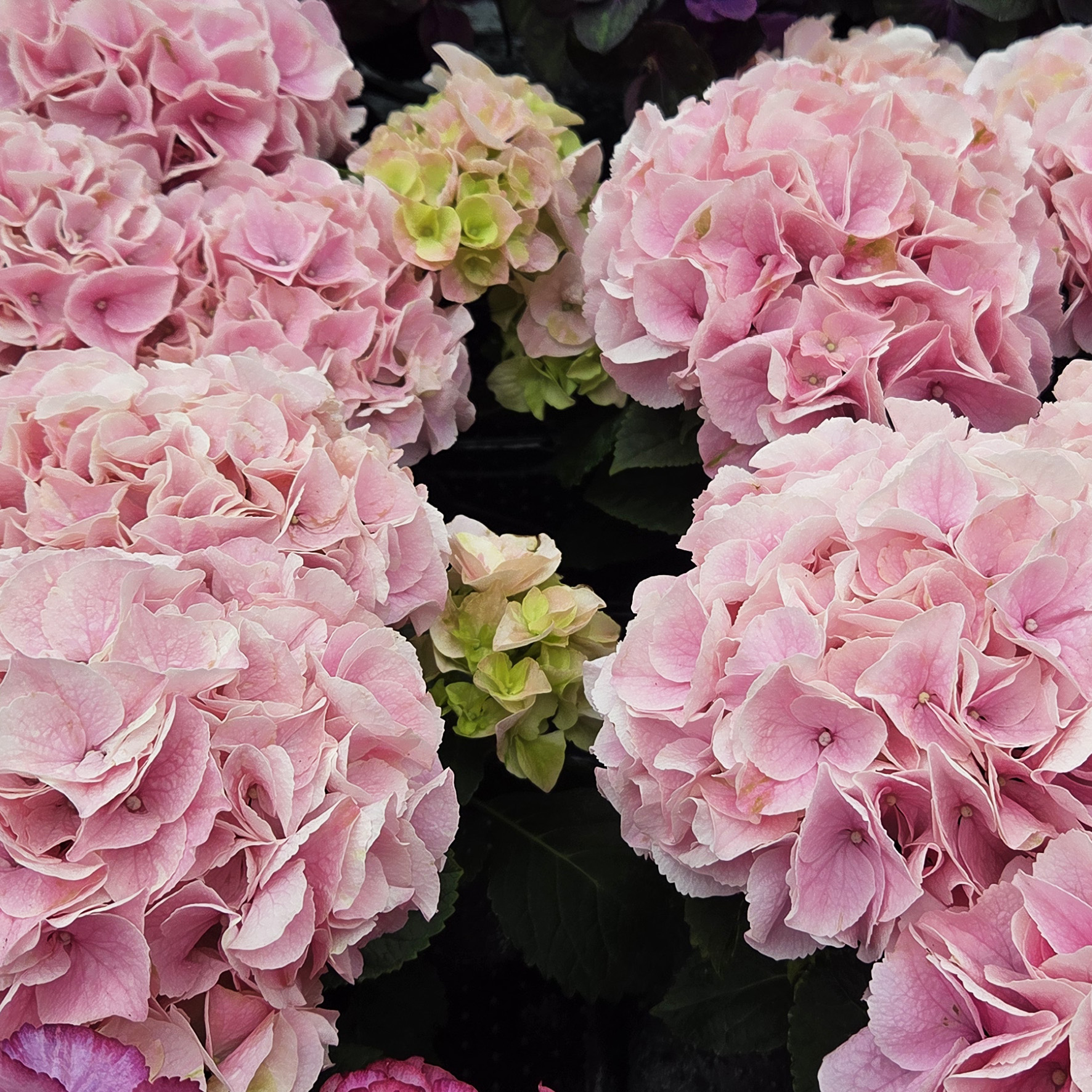 Hydrangea Tea Time™ Saxon Sonnenstein - Image 3