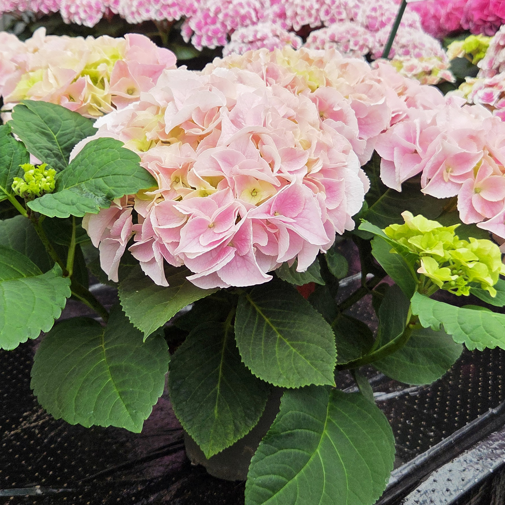 Hydrangea Tea Time™ Saxon Sonnenstein - Image 4