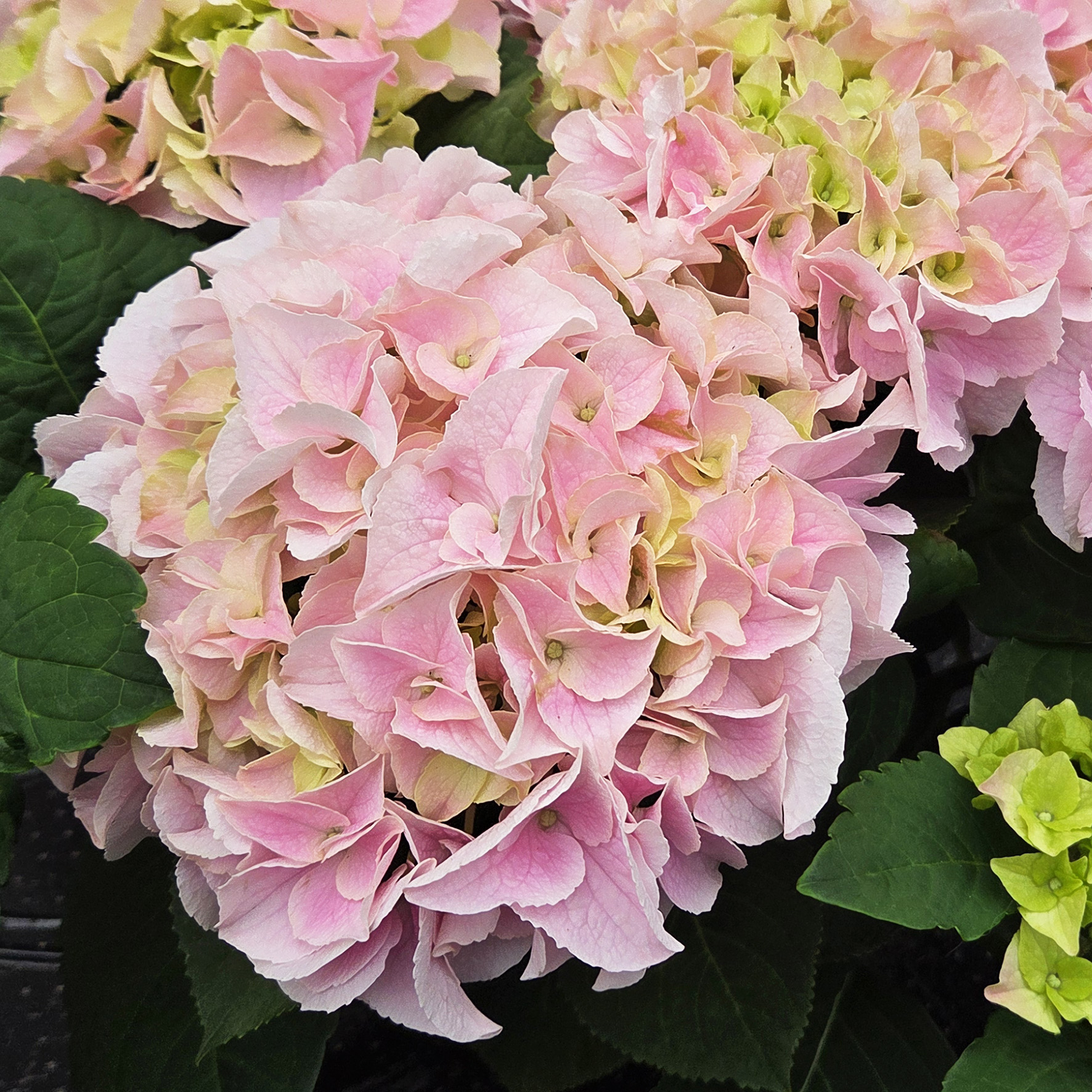 Hydrangea Tea Time™ Saxon Sonnenstein - Image 2
