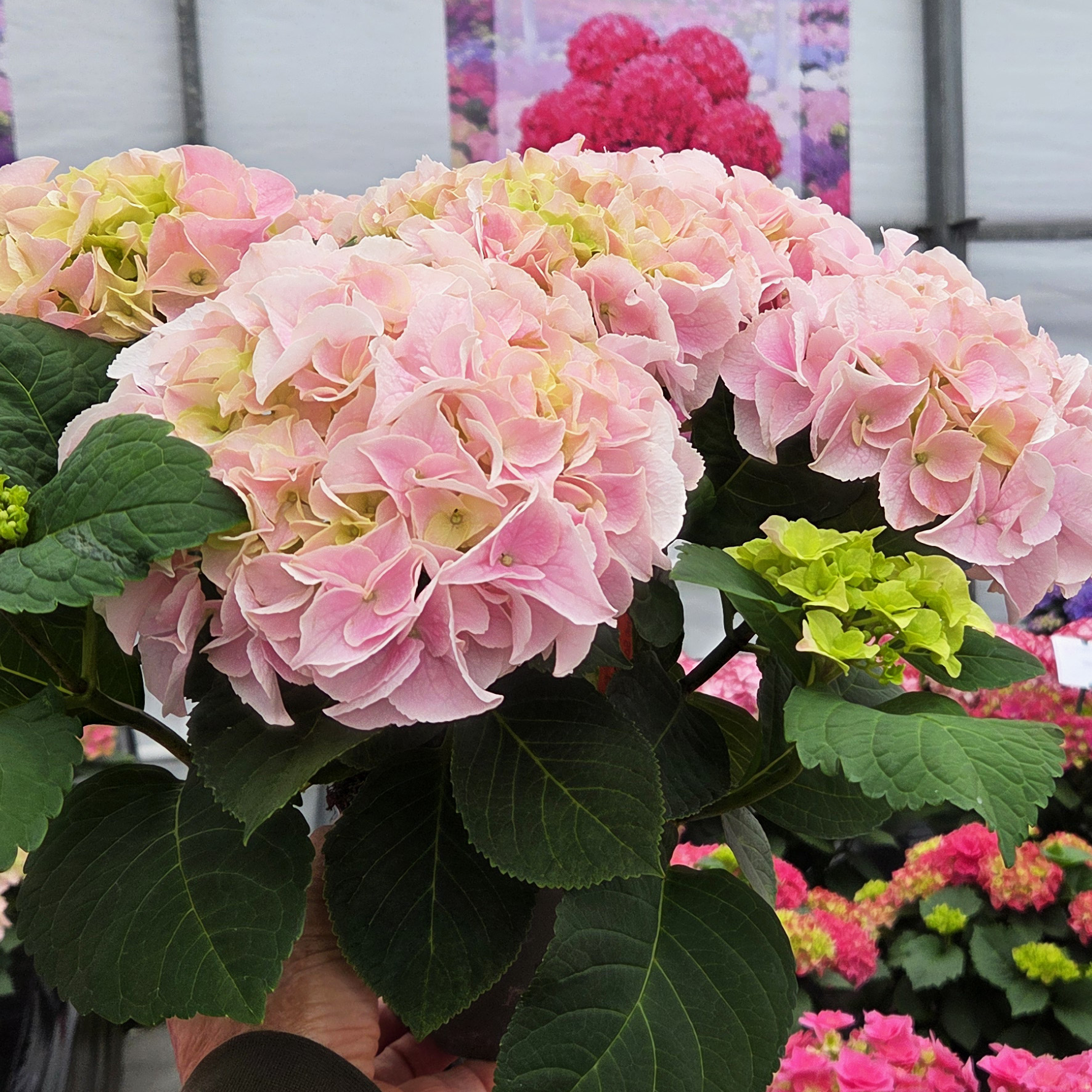 Hydrangea Tea Time™ Saxon Sonnenstein - Image 5