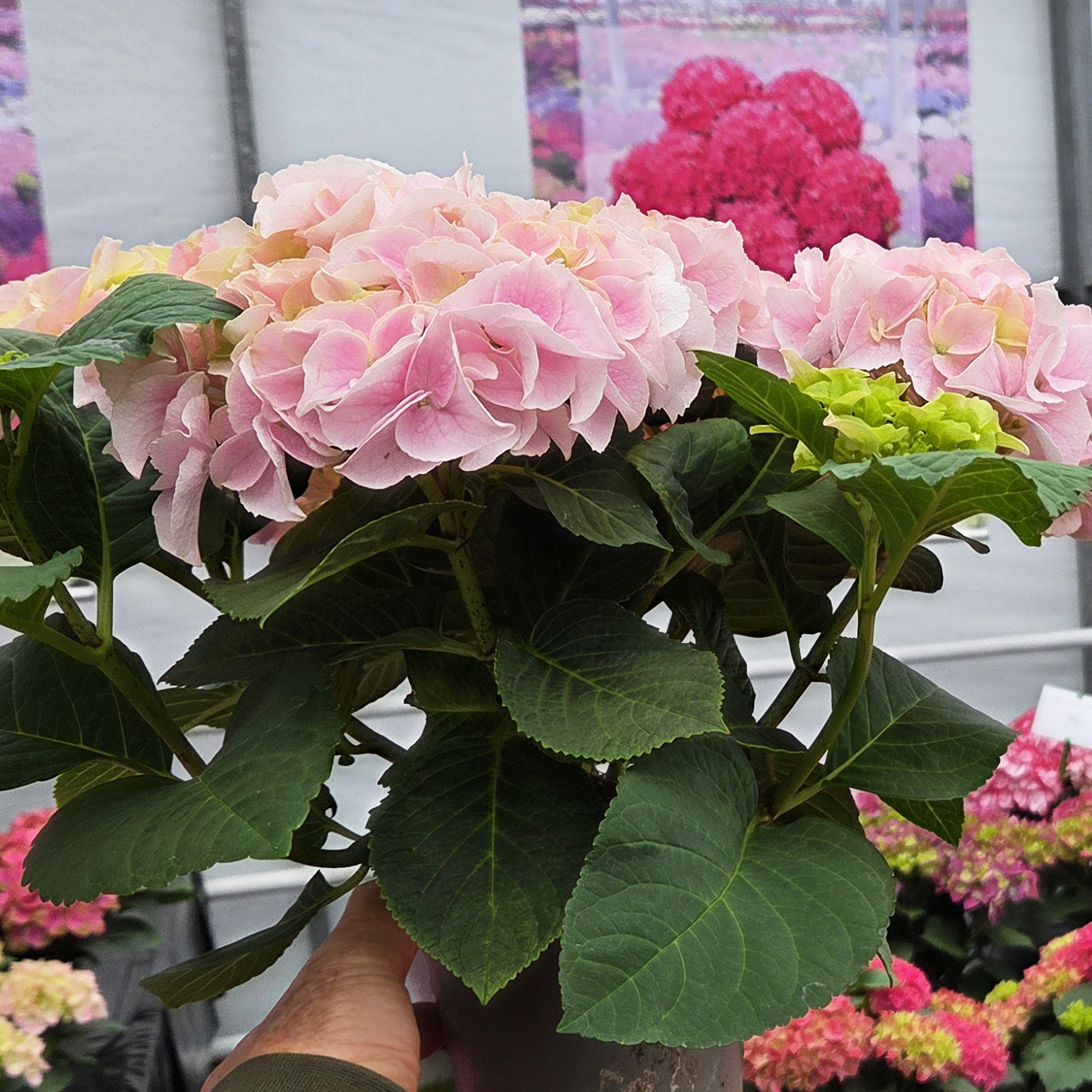 Hydrangea Tea Time™ Saxon Sonnenstein - Image 6