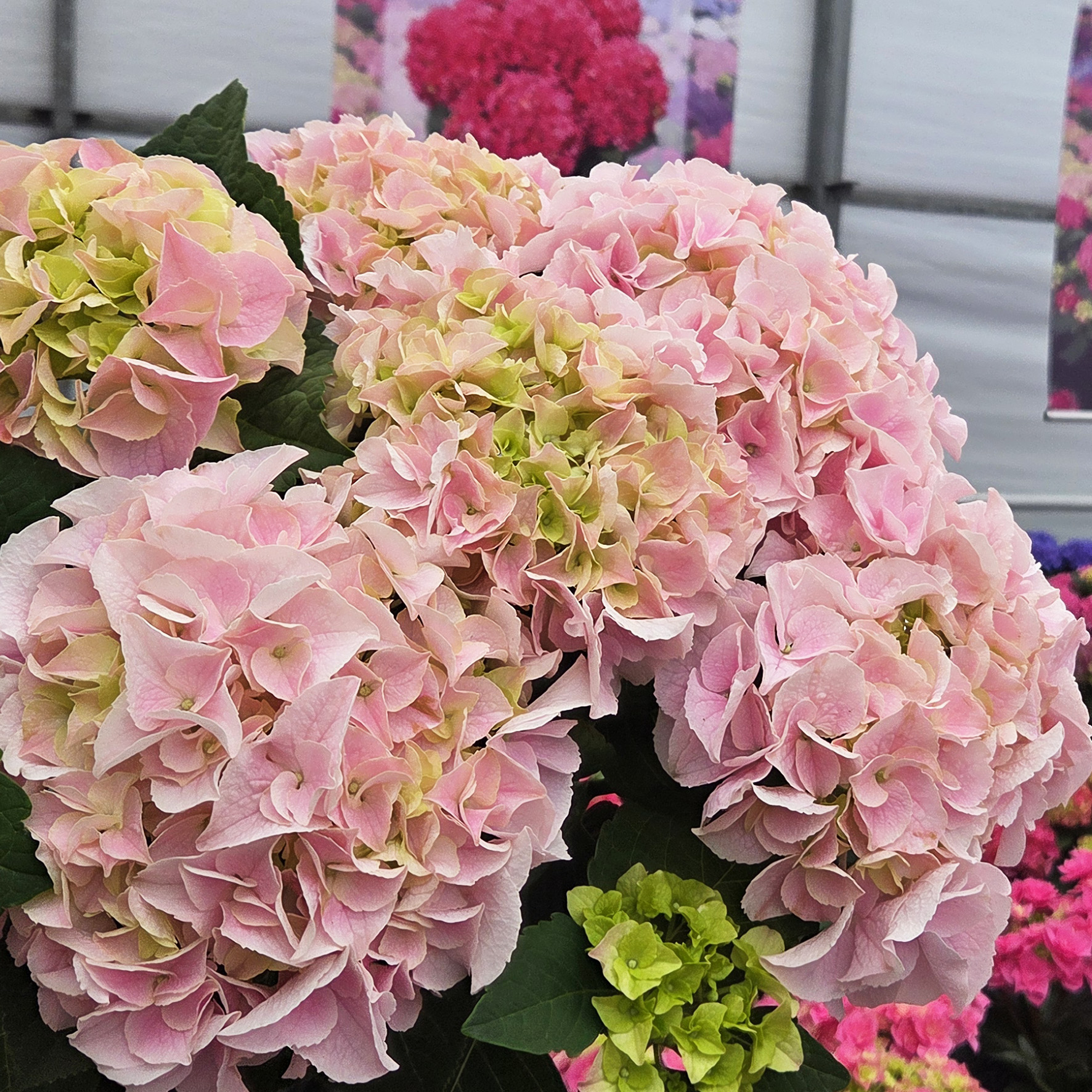 Hydrangea Tea Time™ Saxon Sonnenstein - Image 7