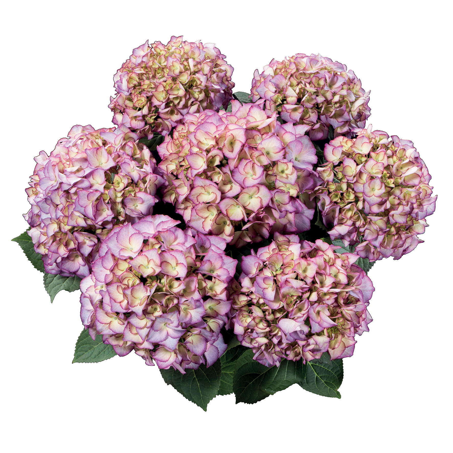 Hydrangea Tea Time™ Adula - Image 2