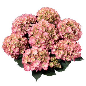 Hydrangea Tea Time™ Adula