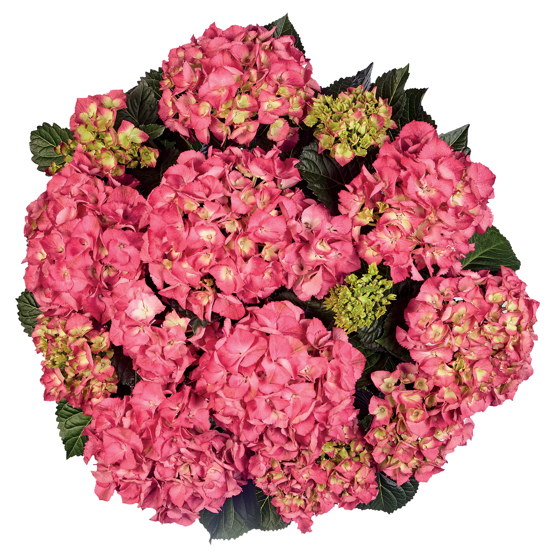 Hydrangea Tea Time™ Baladia