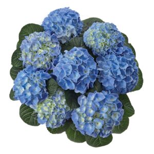 Hydrangea Tea Time™ Fabolo