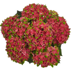 Hydrangea Tea Time™ Glossy Lips
