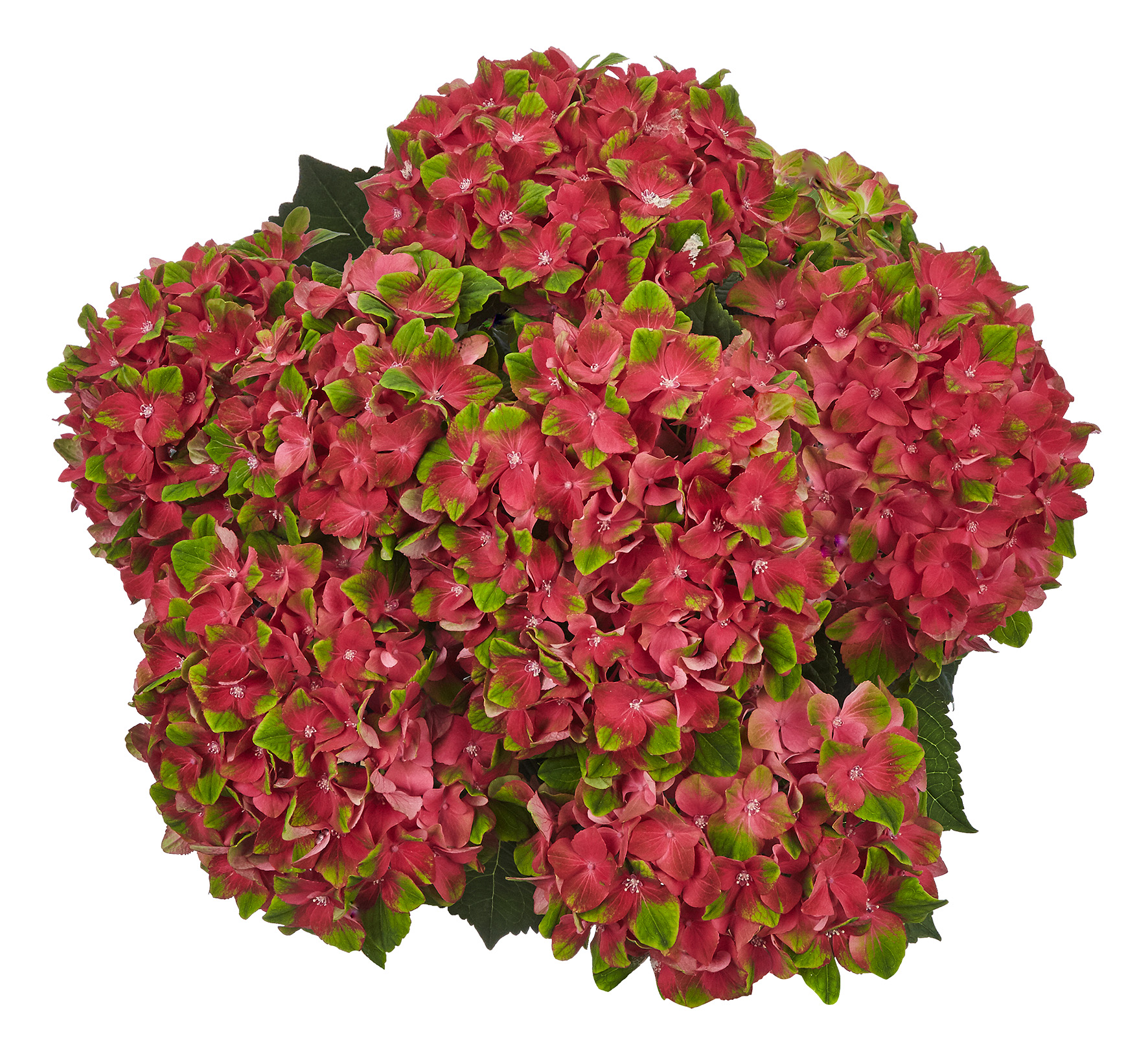 Hydrangea Tea Time™ Glossy Lips