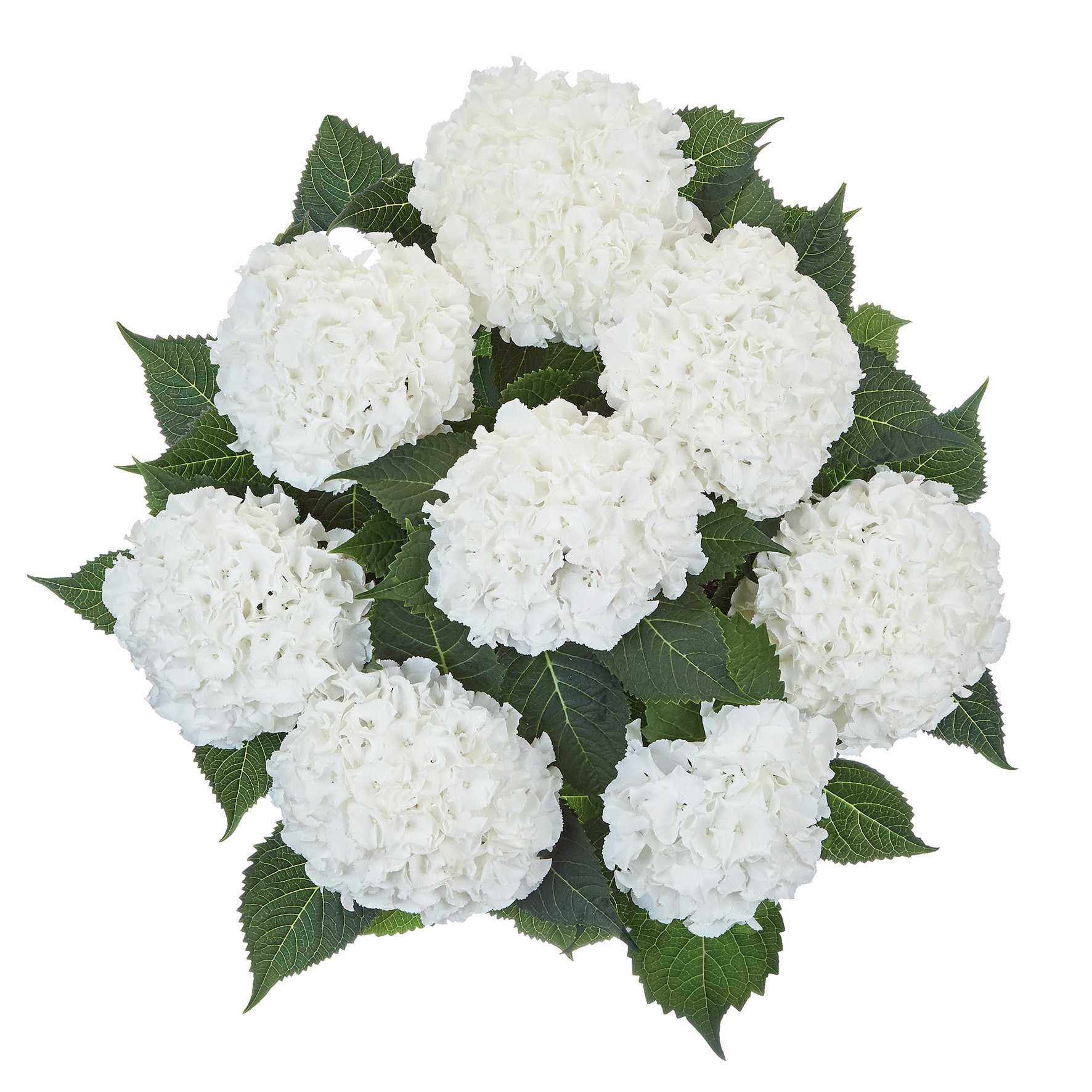 Hydrangea Tea Time™ Ice Boy