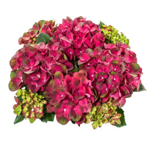 Hydrangea Tea Time™ Radiance