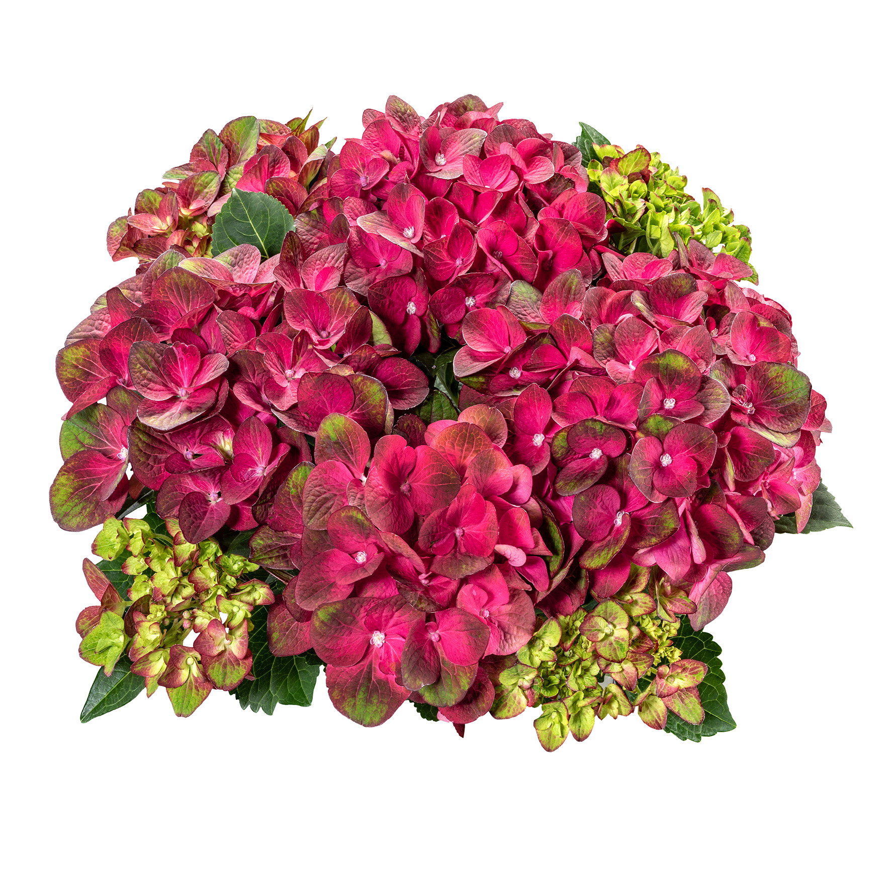 Hydrangea Tea Time™ Radiance