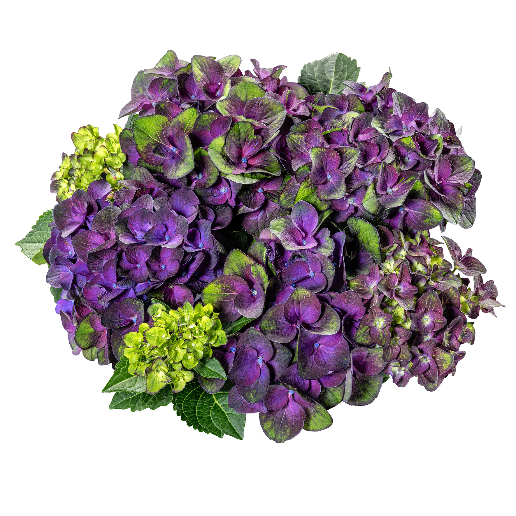 Hydrangea Tea Time™ Radiance - Image 2