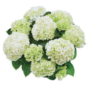 Hydrangea Tea Time™ Saxon Bright White