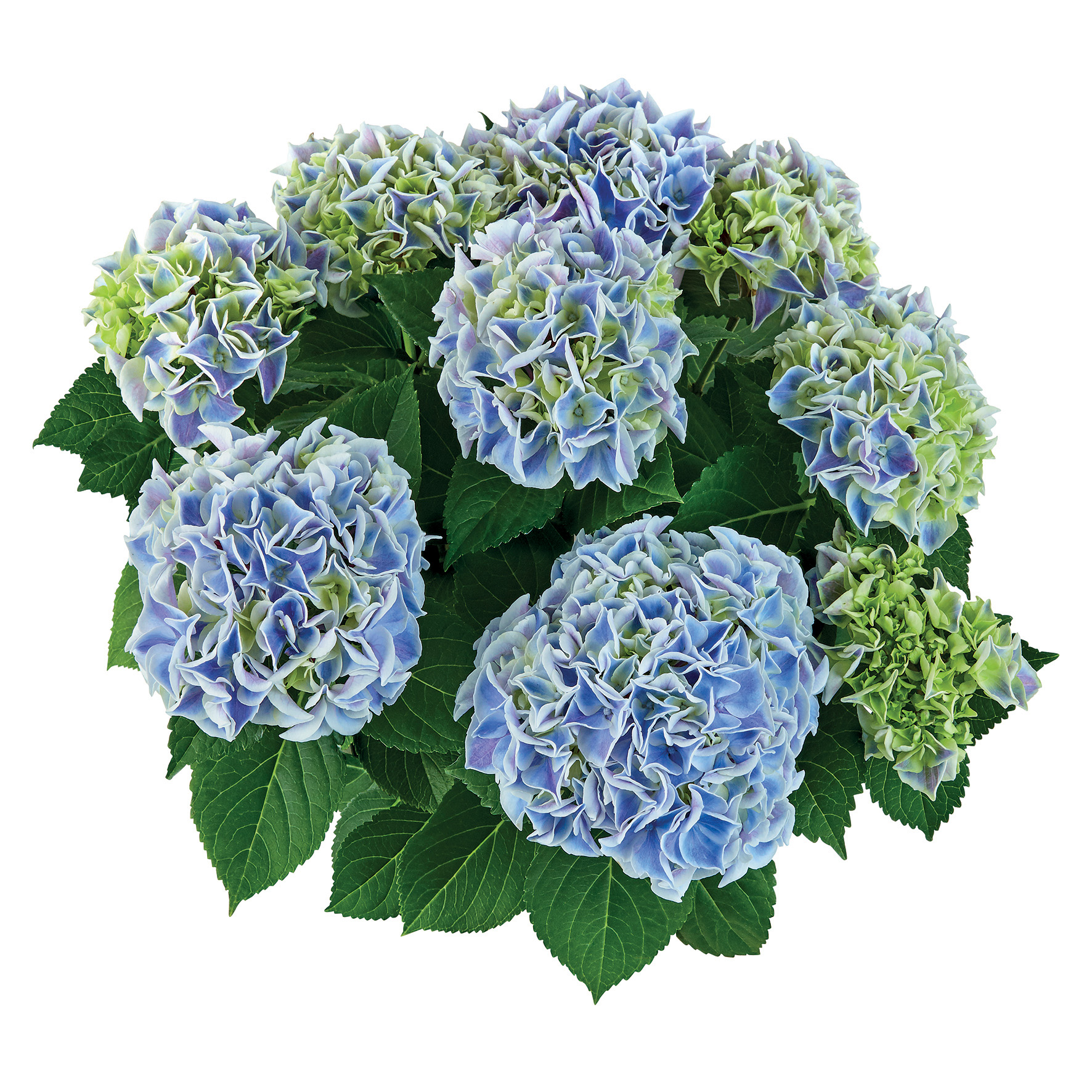 Hydrangea Tea Time™ Saxon Candy Heart - Image 2