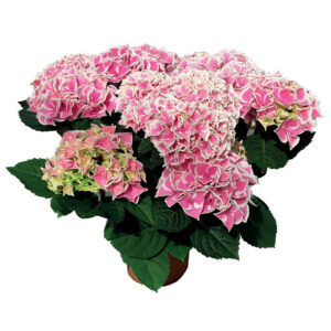 Hydrangea Tea Time™ Saxon Candy Heart