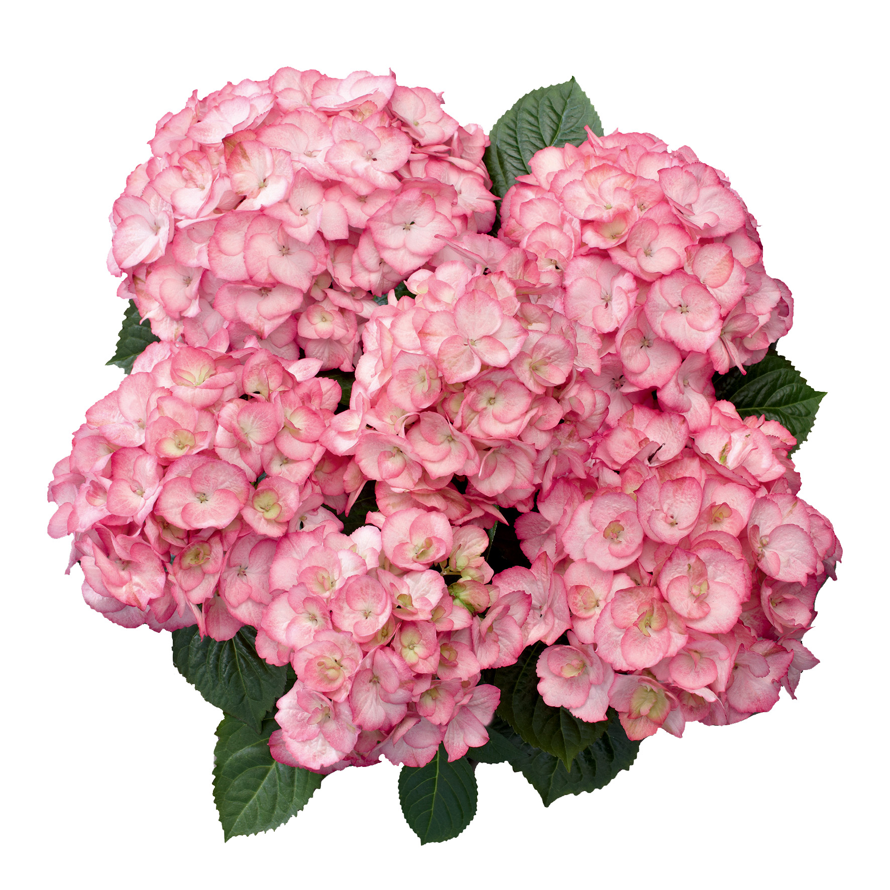 Hydrangea Tea Time™ Saxon Grafin Cosel