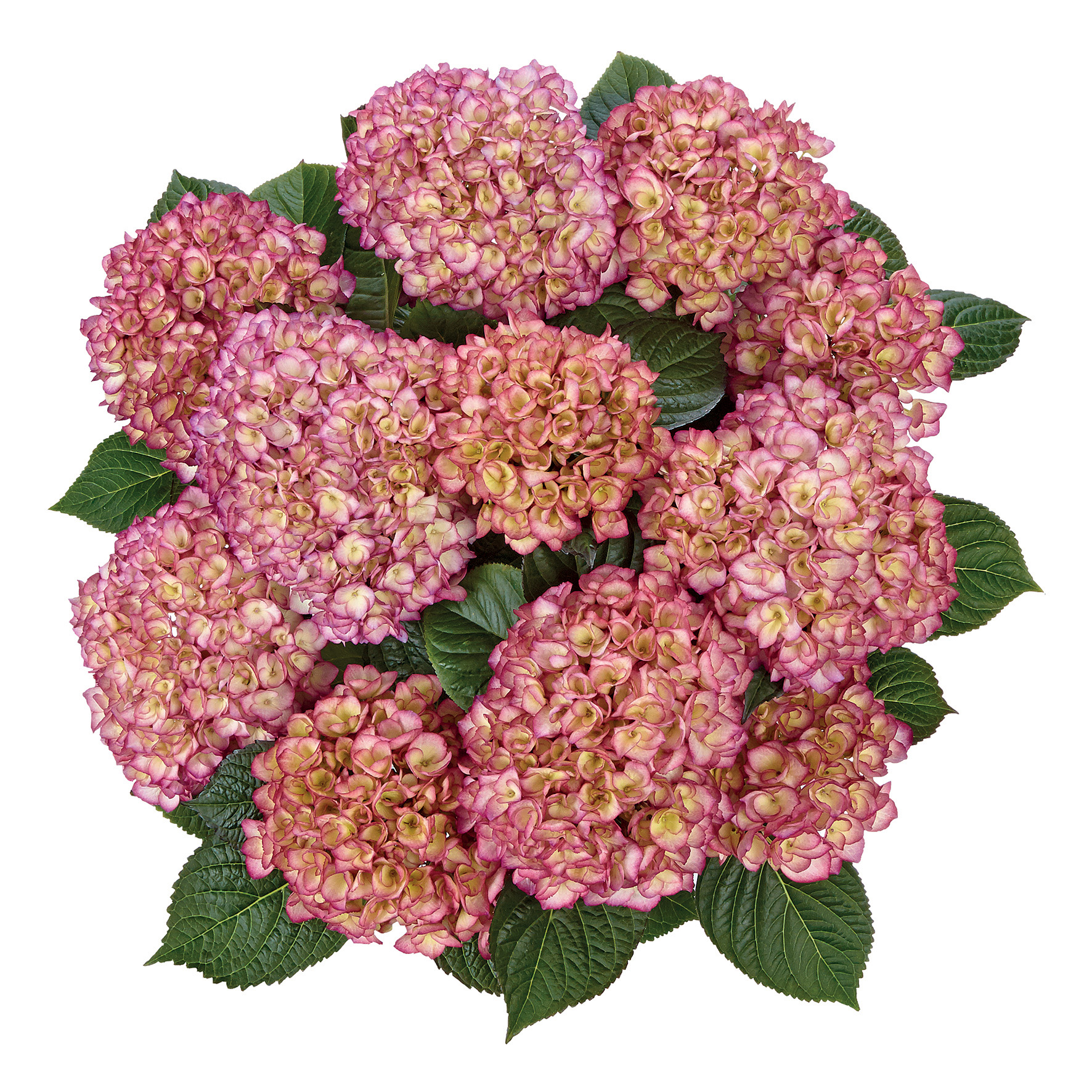 Hydrangea Tea Time™ Saxon Grafin Cosel - Image 2