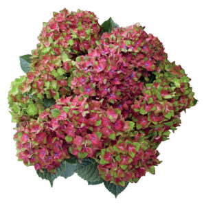 Hydrangea Tea Time™ Saxon Schloss Wackerbarth