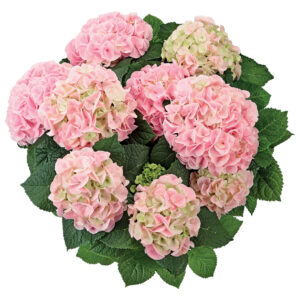 Hydrangea Tea Time™ Saxon Sonnenstein