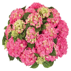 Hydrangea Tea Time™ Tabletensia