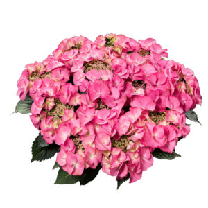 Hydrangea Tea Time™ Tiffany