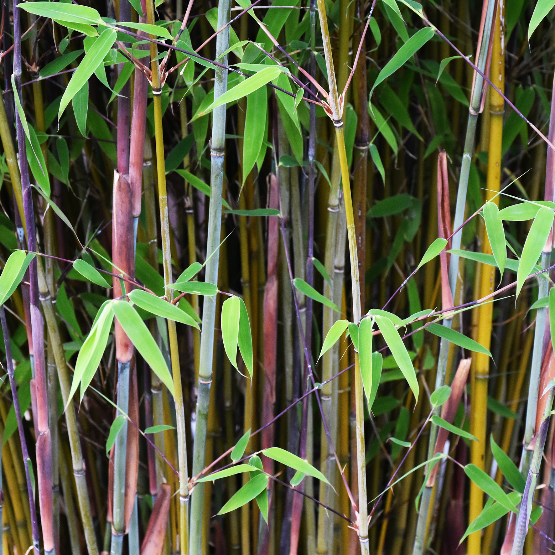 Fargesia murielae Violet Woods - Image 5