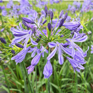 Agapanthus Su Casa