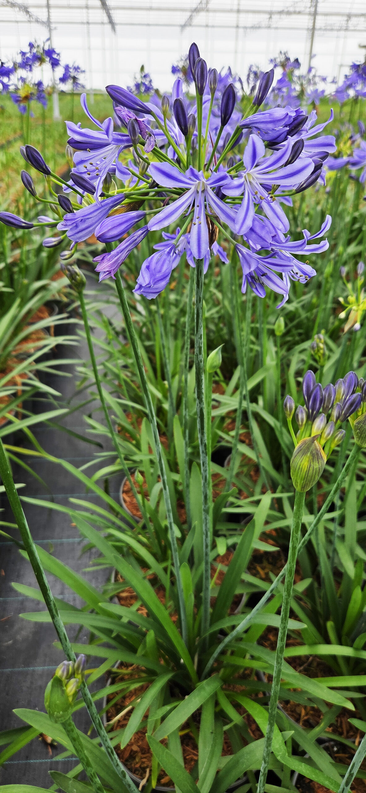 Agapanthus Su Casa - Image 2