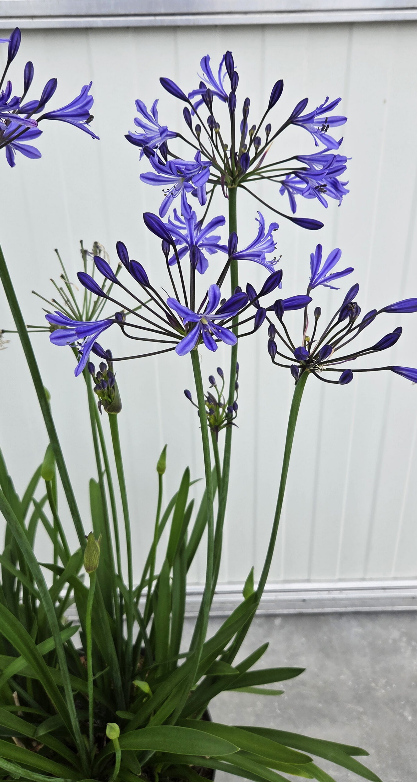 Agapanthus Su Casa - Image 3