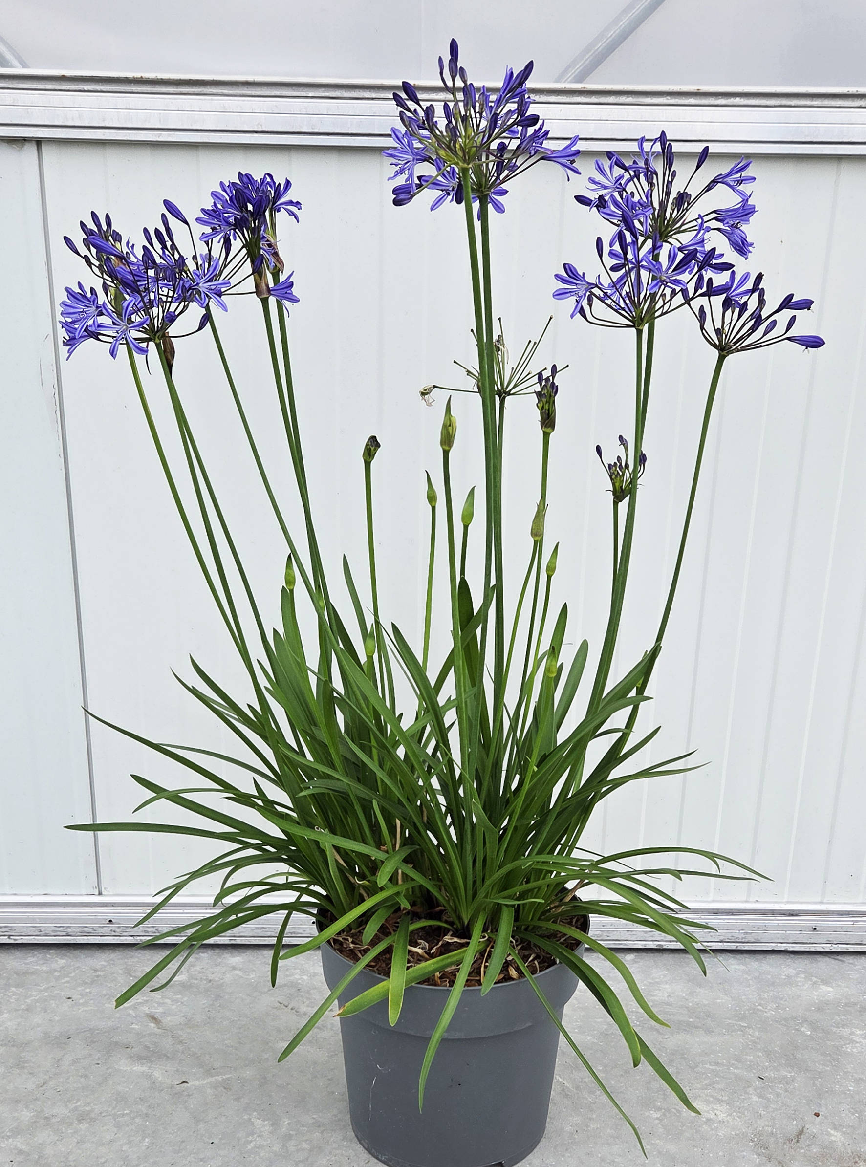 Agapanthus Su Casa - Image 4
