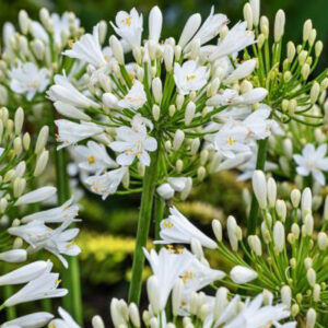 Agapanthus Mi Casa